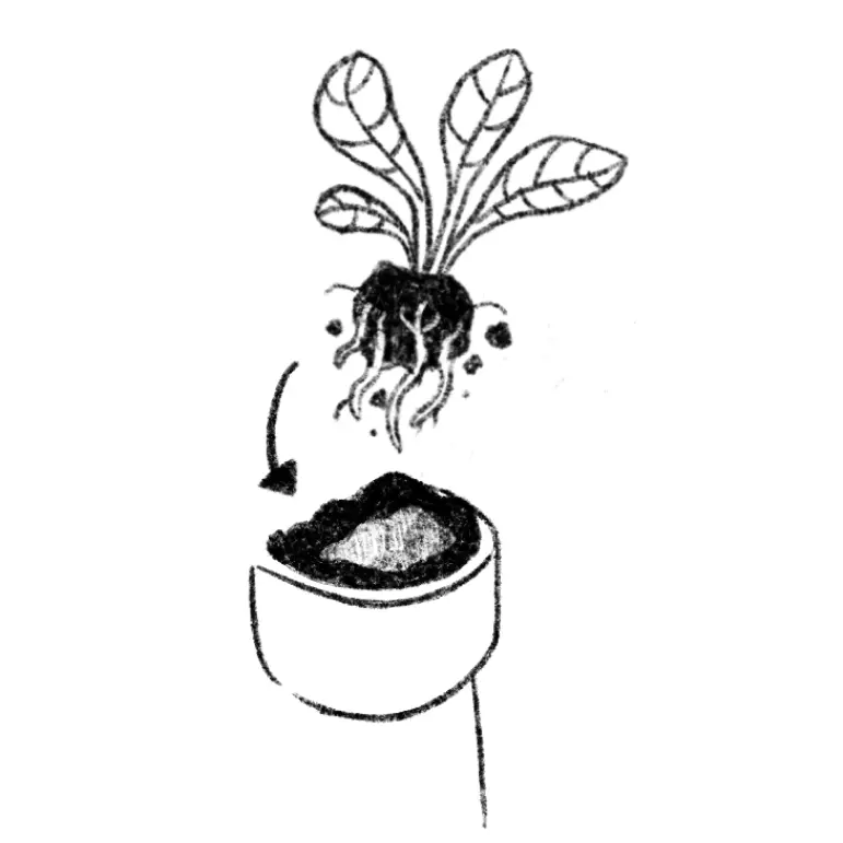 plantez