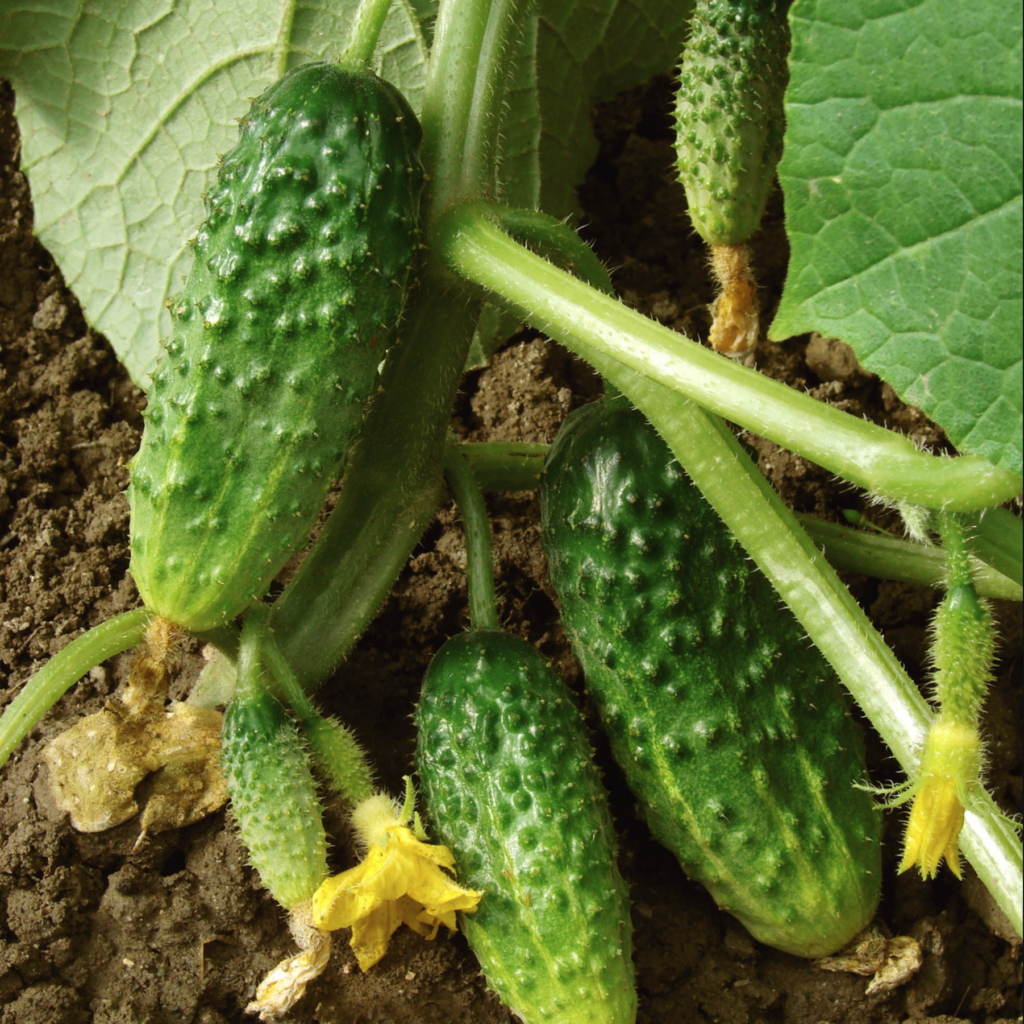 Cornichon