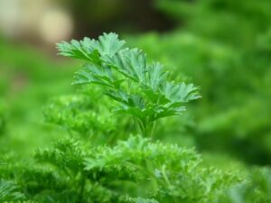 persil aromatique potager à semer cultiver et cuisiner