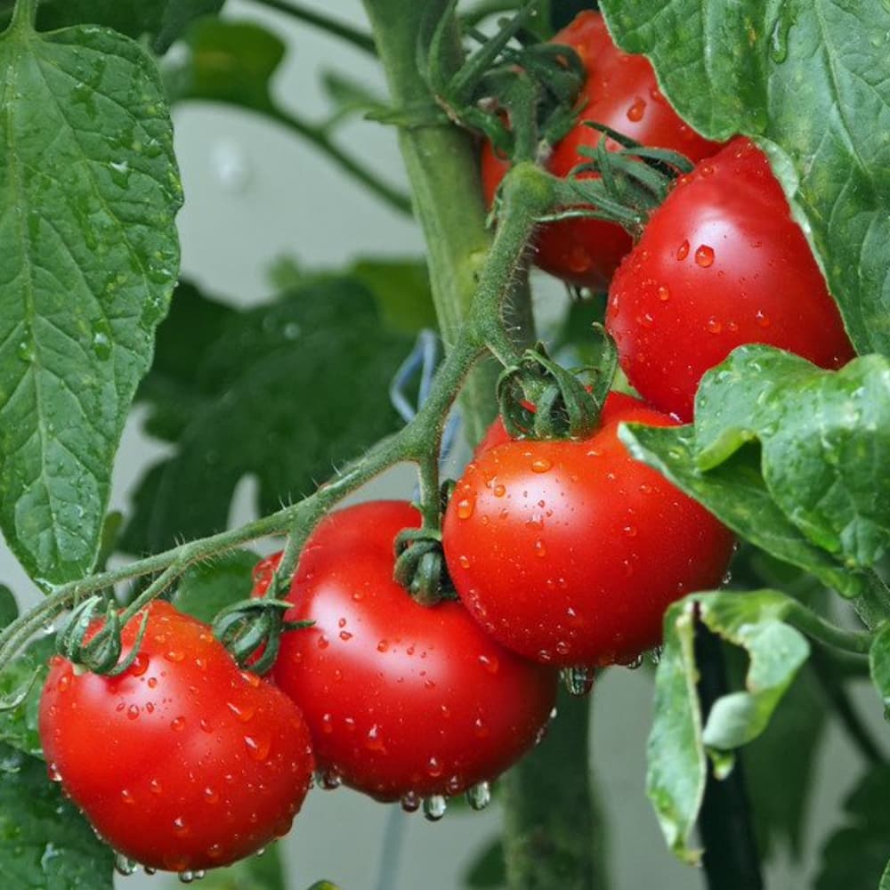 Tomate : légume printemps