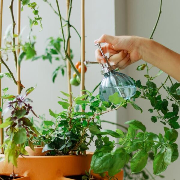 Les carences des plantes Ceercle — free download