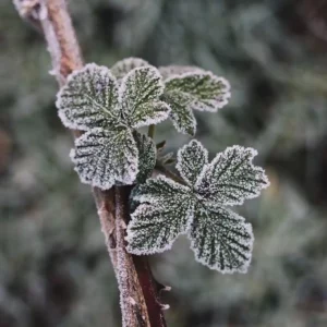 Protéger ses plantes du gel