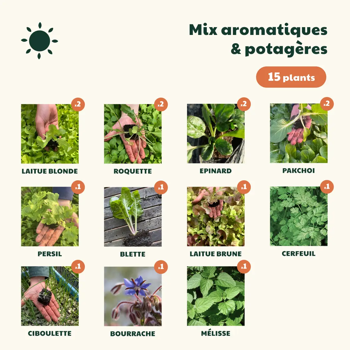 mix soleil printemps 15 plants