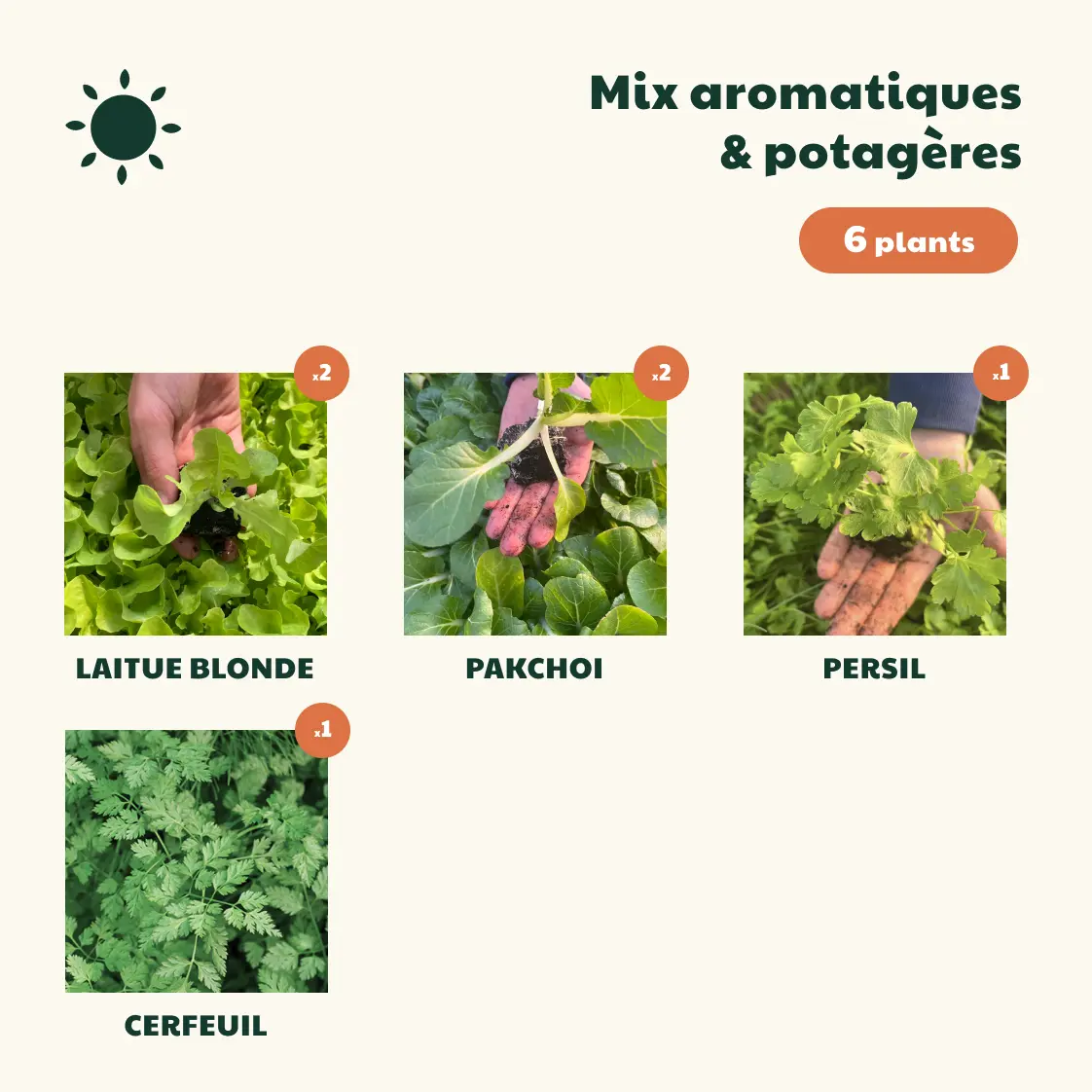 mix soleil printemps 6 plants (1) Pour les box de 6 plants