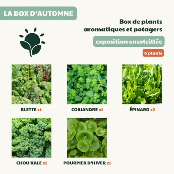 Abonnement 4 box de plants de saison – Image 2