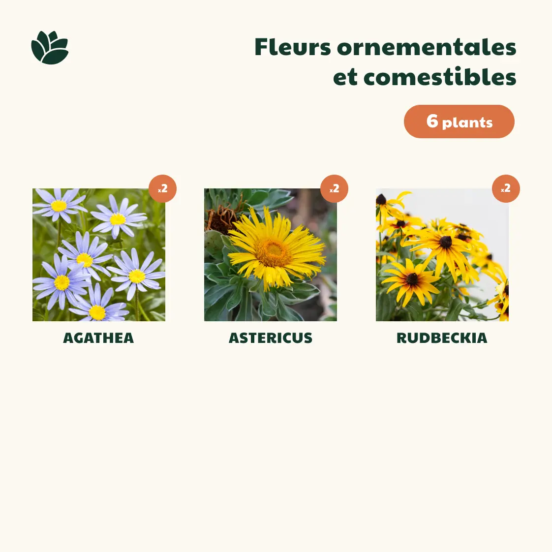 fleurs printemps 6 plants