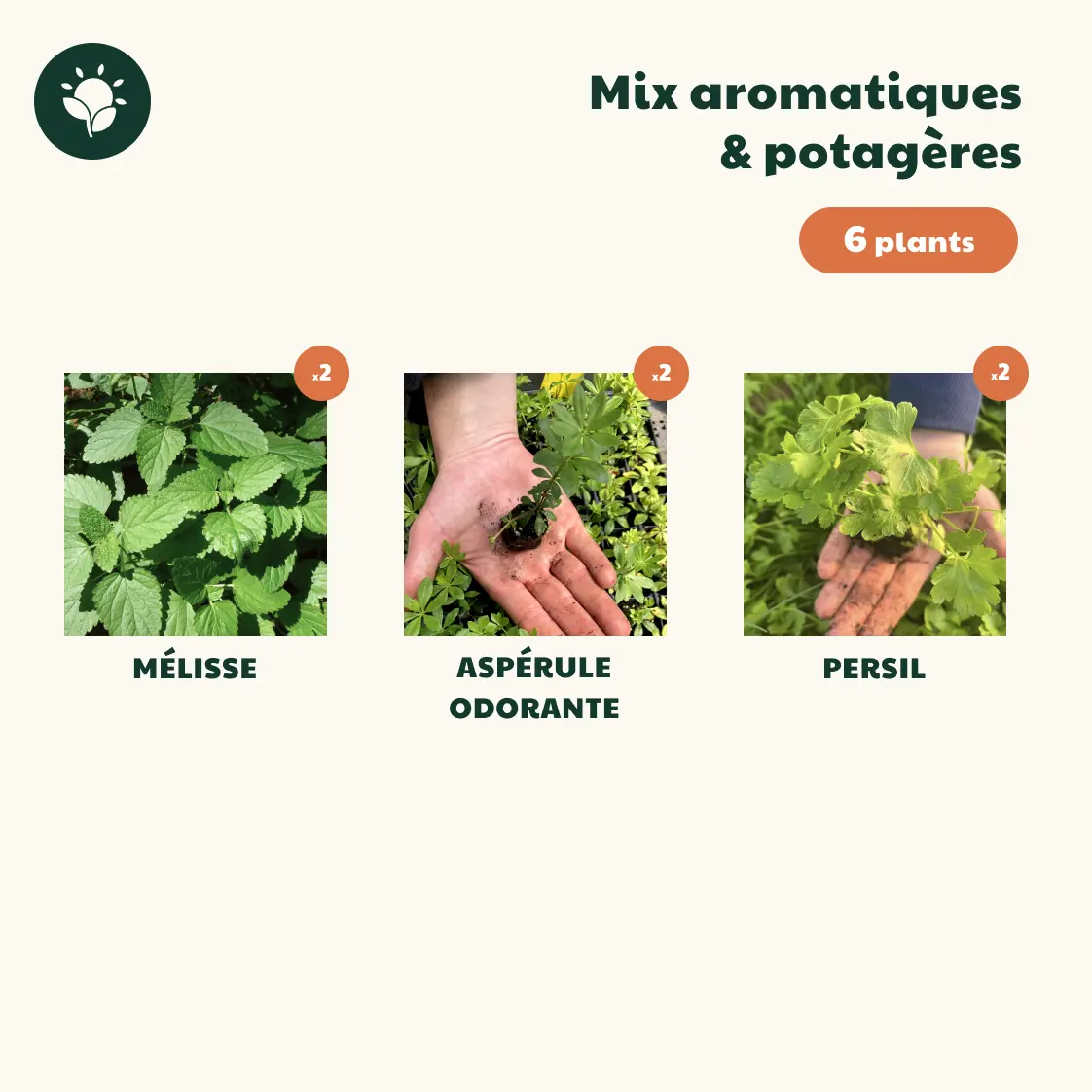 mix ombre printemps 6 plants2