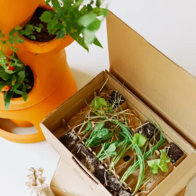 Abonnement 4 box de plants de saison