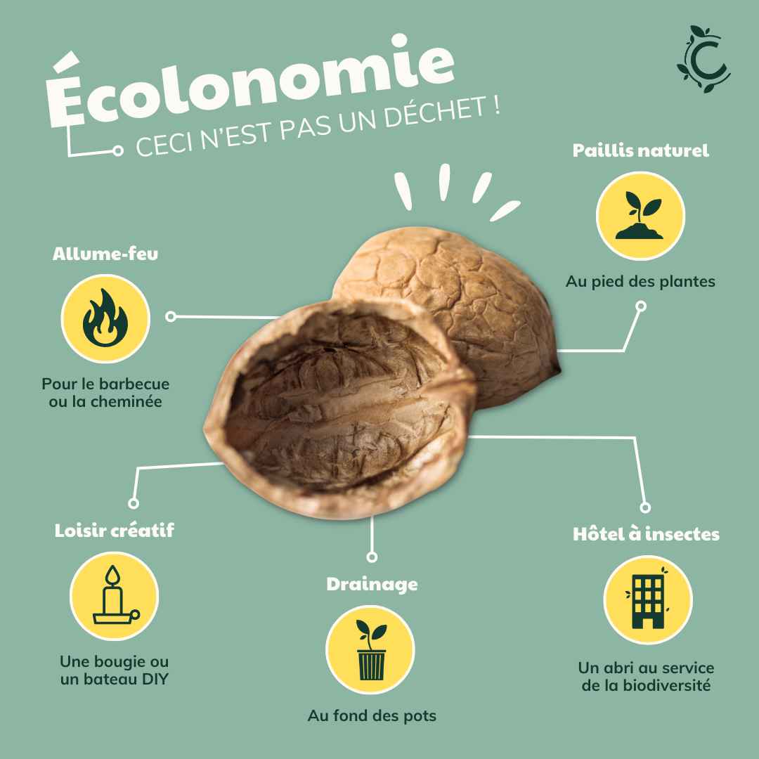 Comment recycler les coquilles de noix ? Ceercle — free download