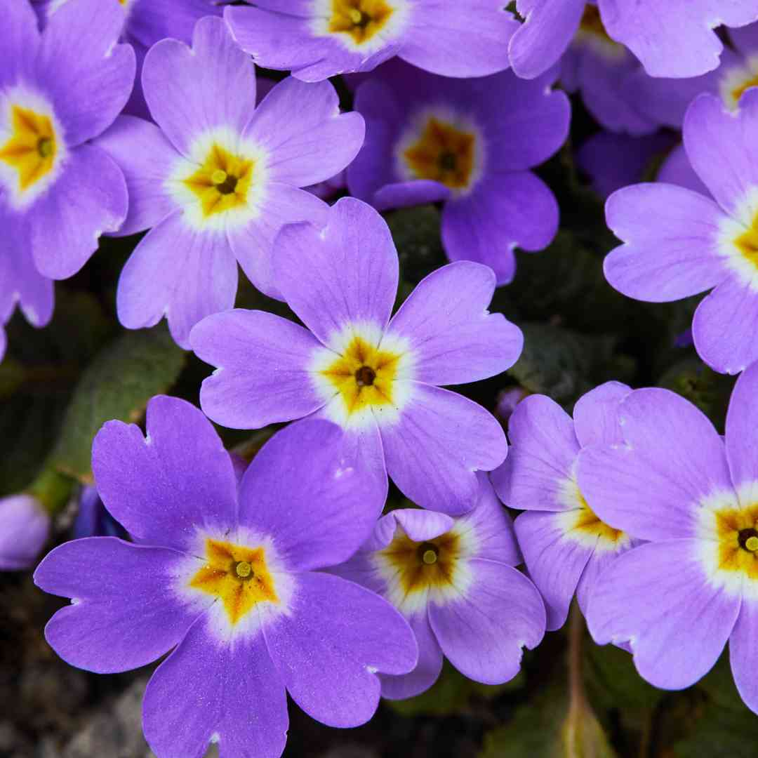 PrimRose様　リクエスト Primrose - Sow, Grow and Cook - Ceercle