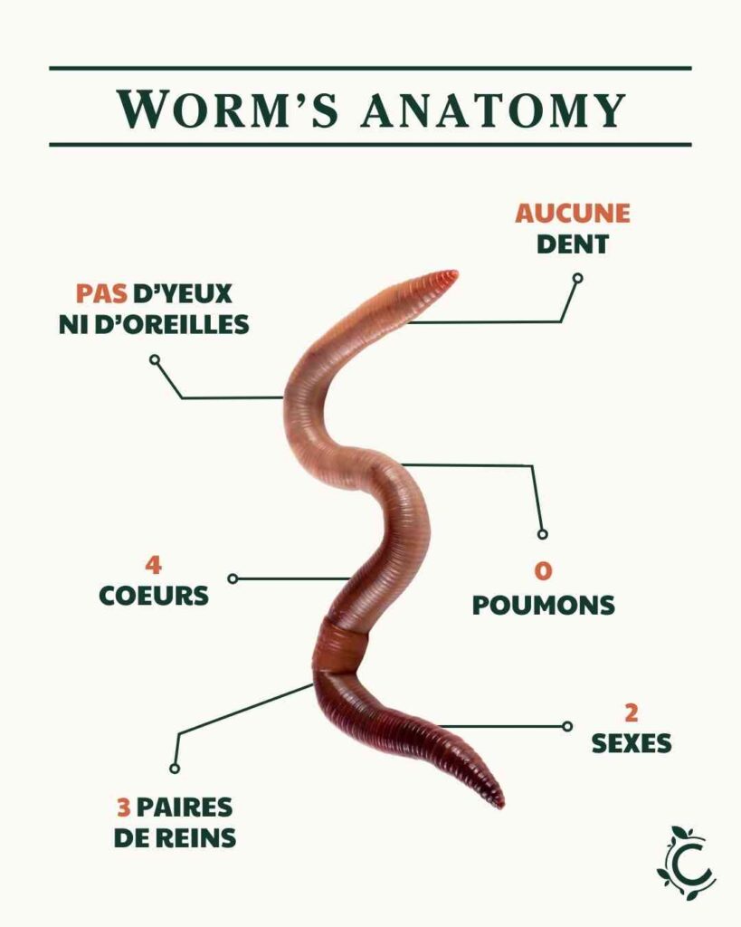 Anatomie d'un ver de compost