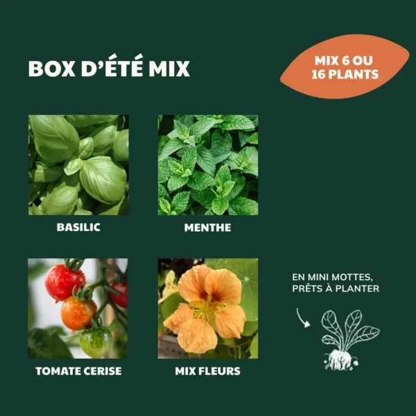Box d'été – Image 2