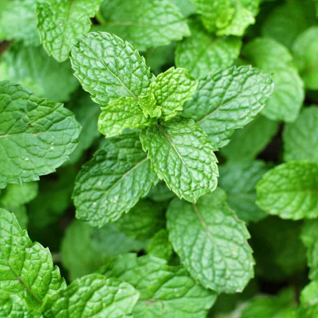 Cultiver la menthe