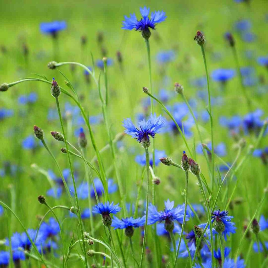 Fleur comestible bleuet