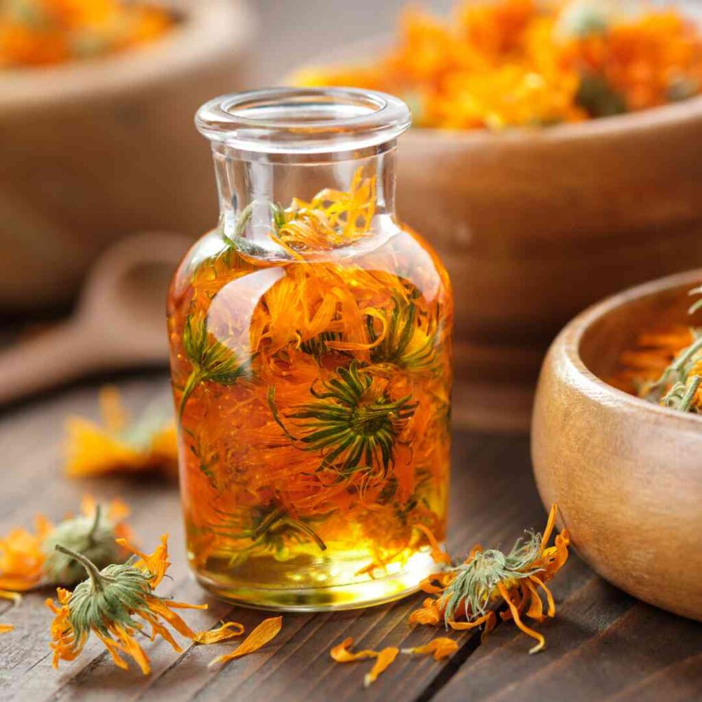 Recette macérât fleurs souci calendula