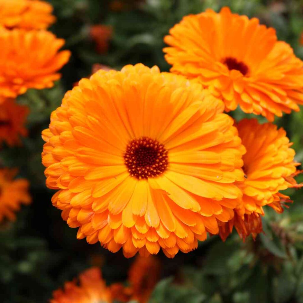 Cultiver le souci ou calendula