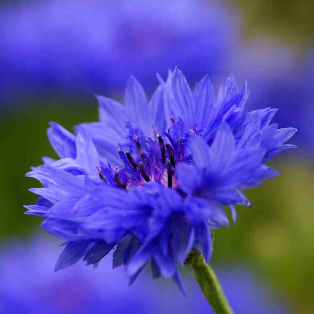 Cultiver le bleuet