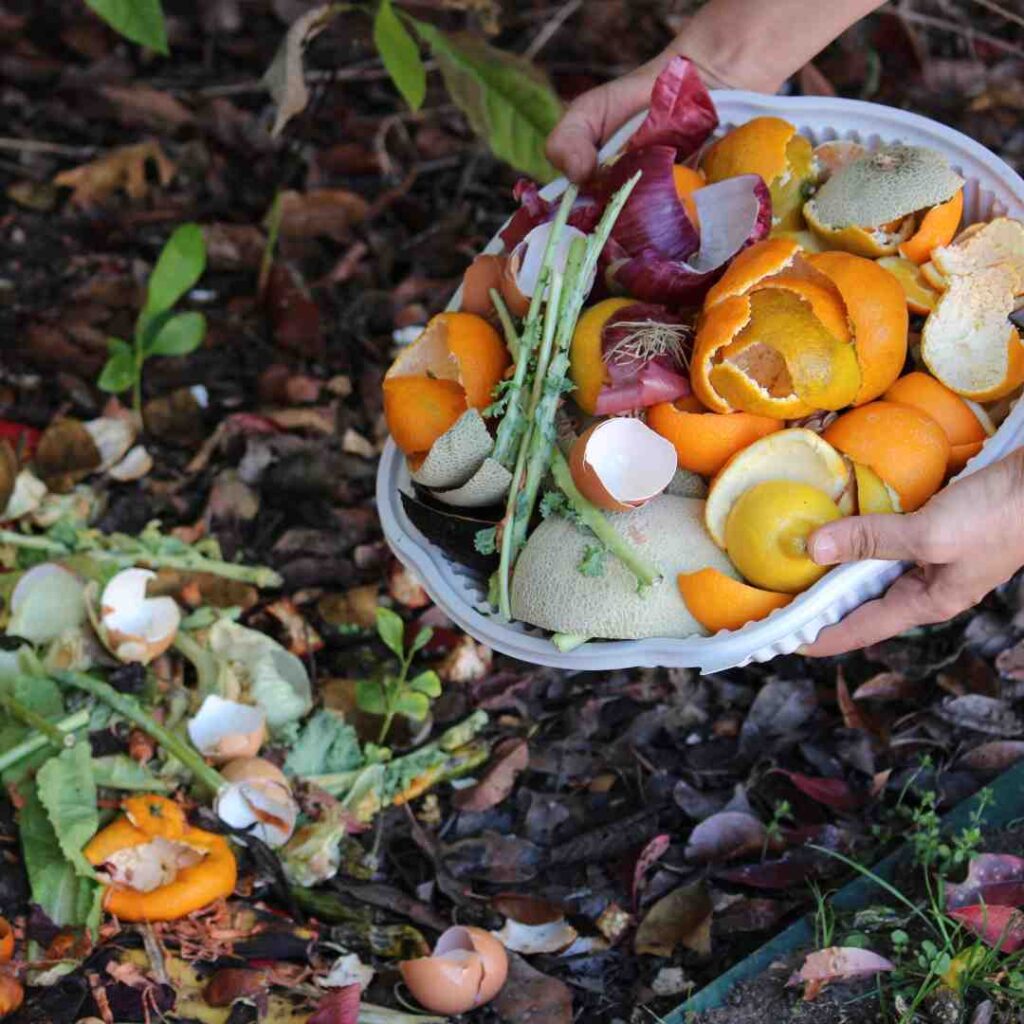 Les agrumes au compost