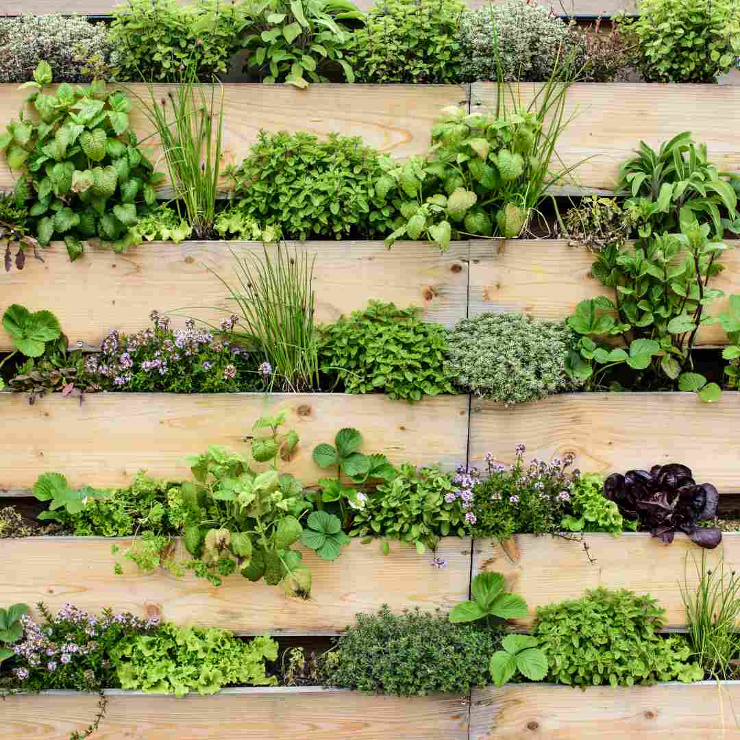 Mur végétal terrasse