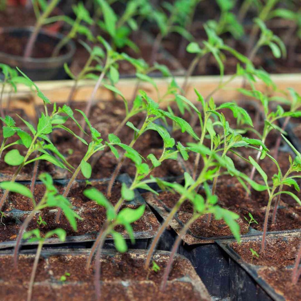 Le repiquage des semis de tomates