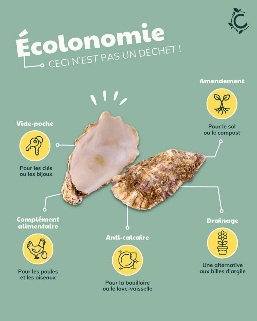 Comment recycler les coquilles d'huitres